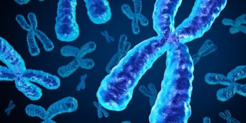 Chromosomes